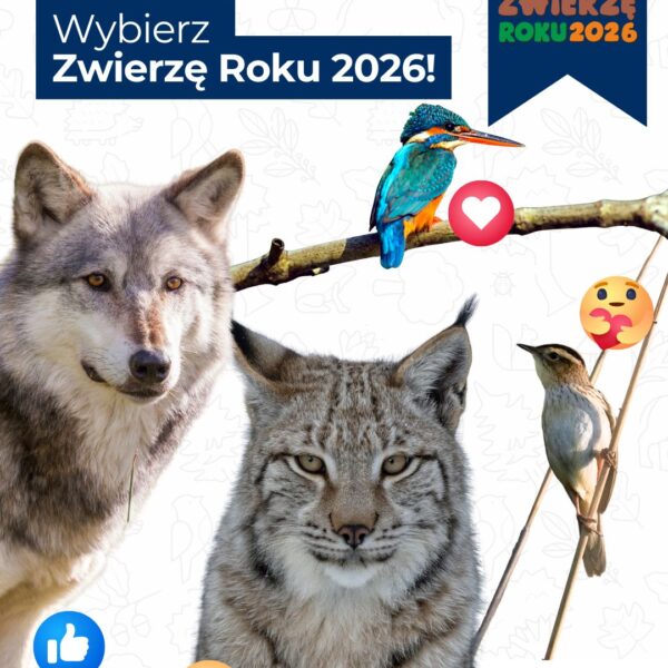 Zdjęcie prezentujące - Kto zostanie Zwierzęciem Roku 2026?